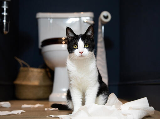 Cat in toilet