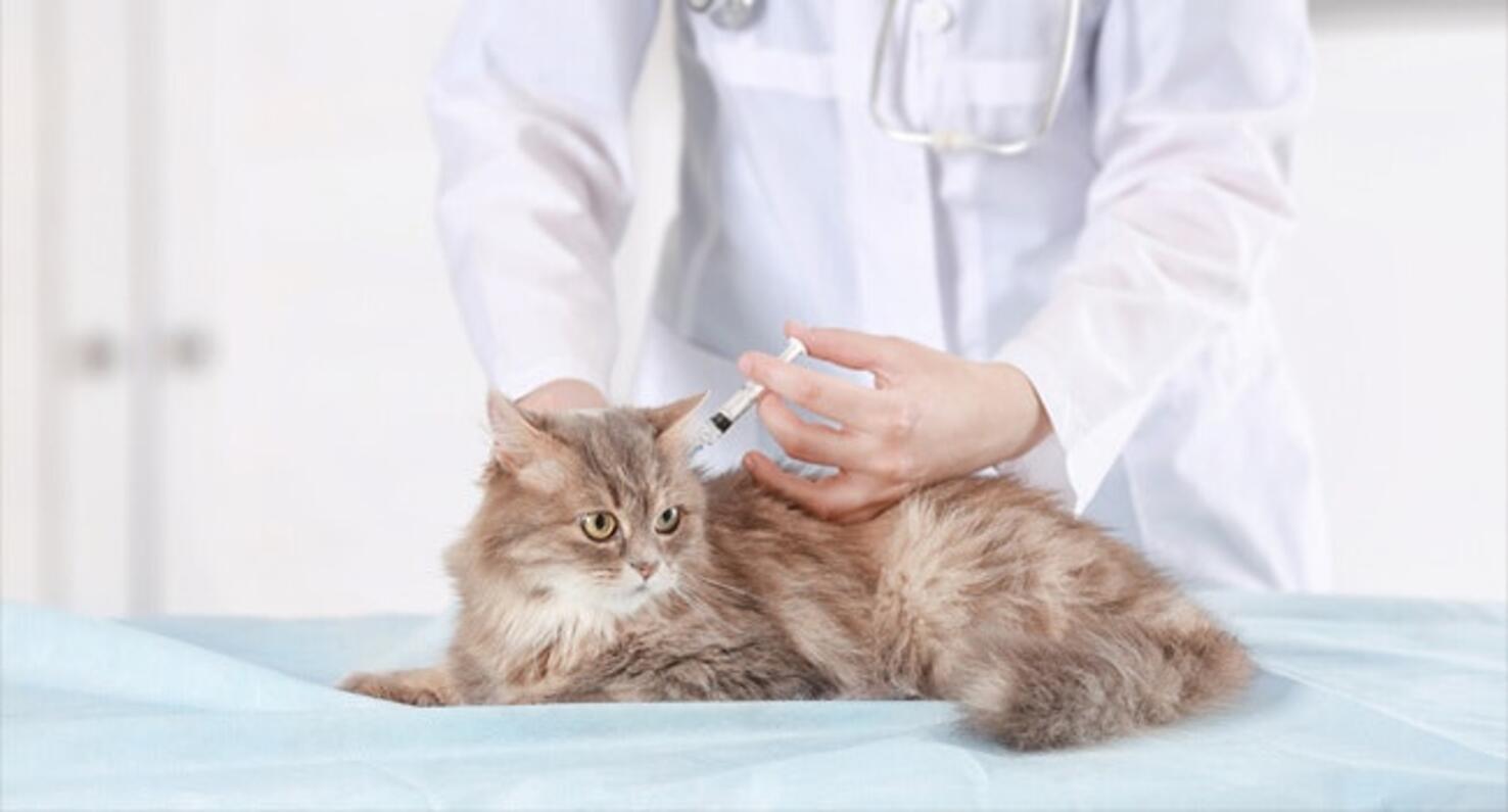 แมวฉีดวัคซีน
