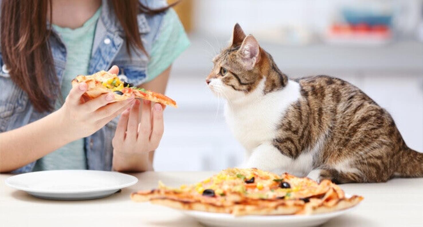 แมวชอบกินอาหารคน
